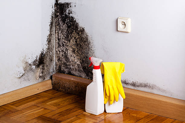 Best Mold Testing and Removal  in Footville, WI