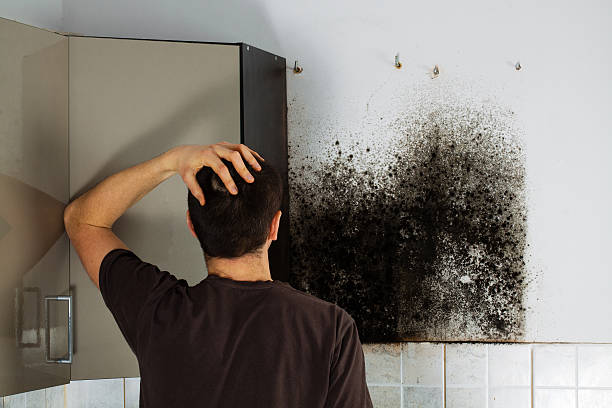 Best Black Mold Removal  in Footville, WI