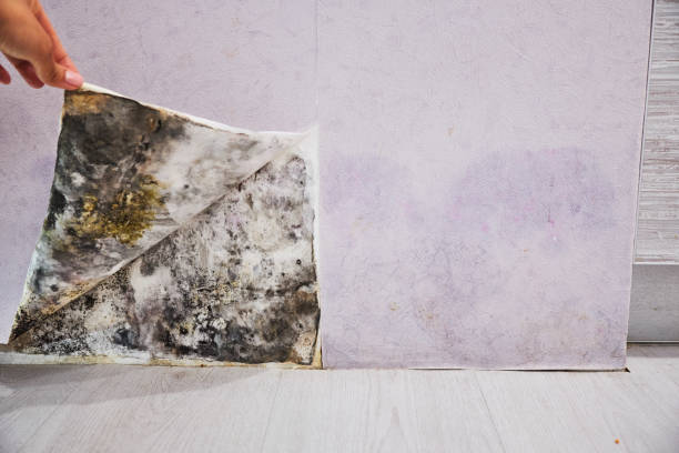Reliable Footville, WI Mold Removal Solutions